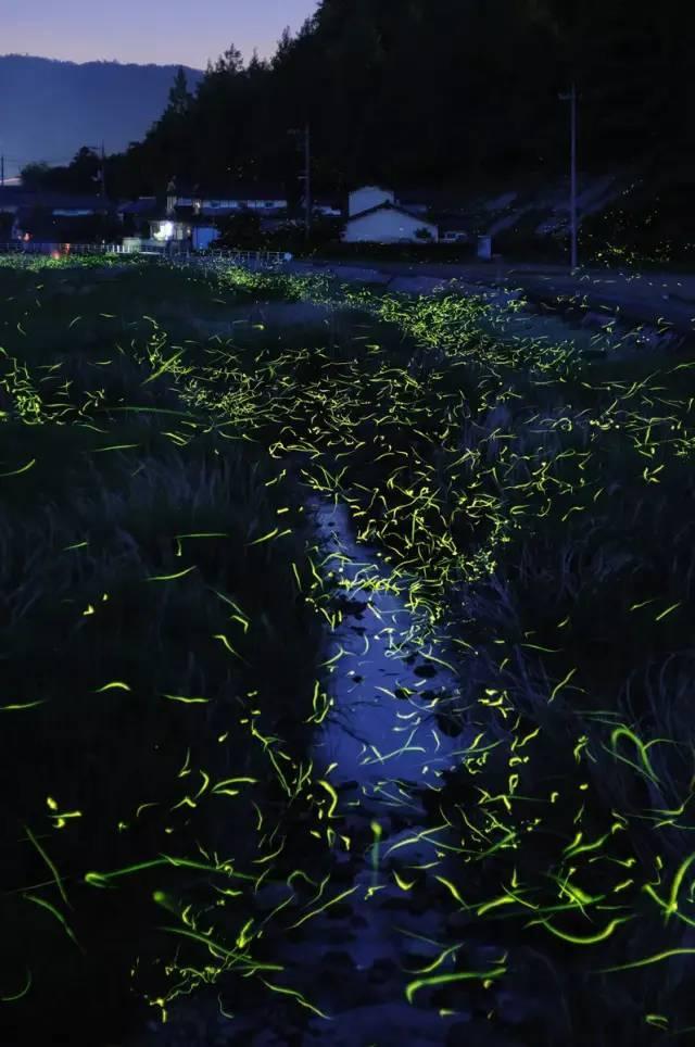拯救可爱袋鼠